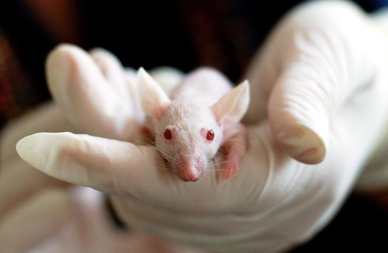 white rat in a hand wearing a medical glove
