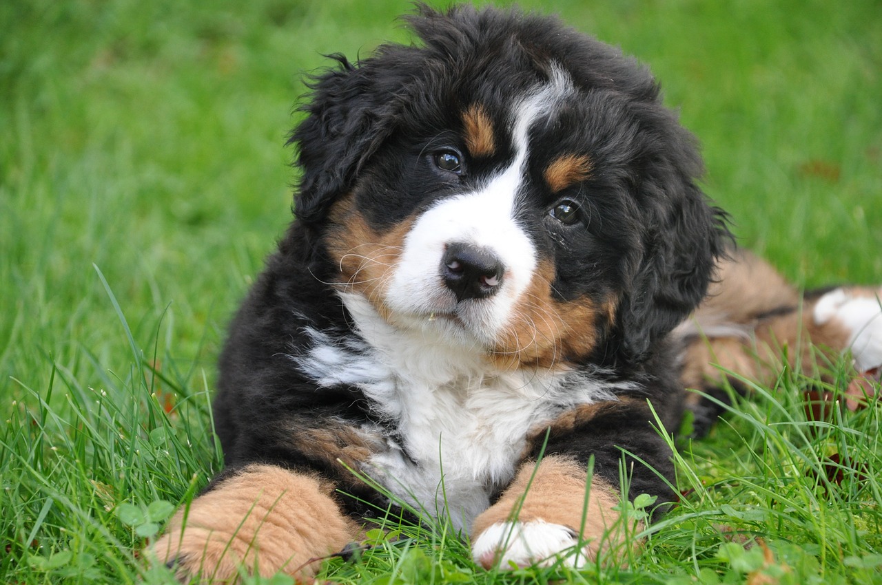 bernedoodle puppy