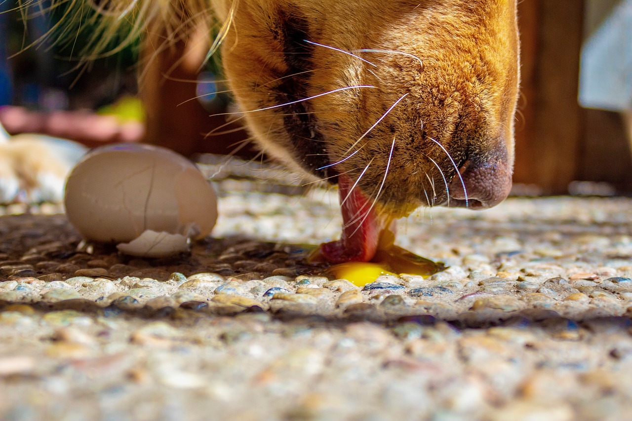dog licking raw egg from the ground
