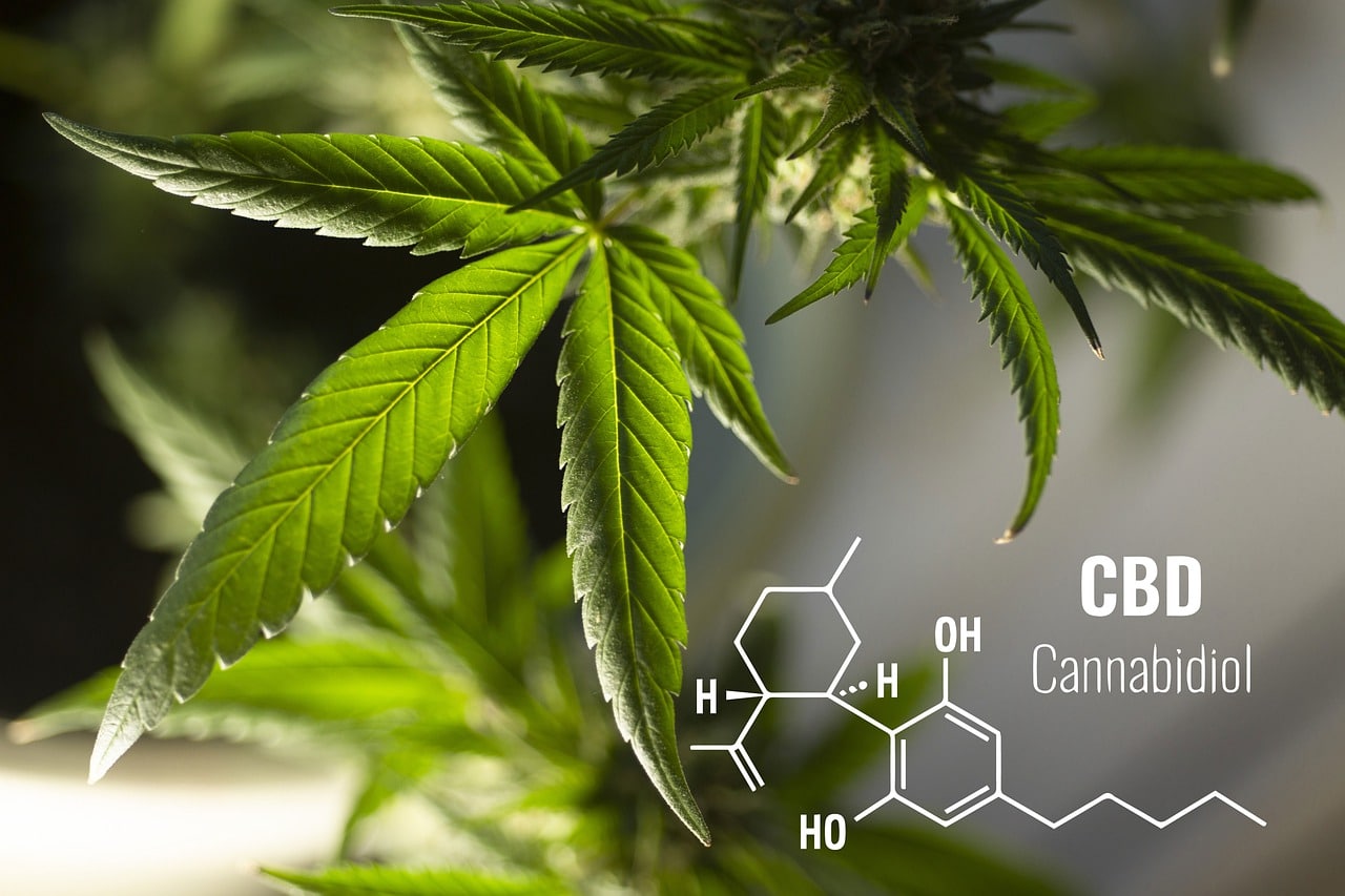 cbd for pets facts cover
