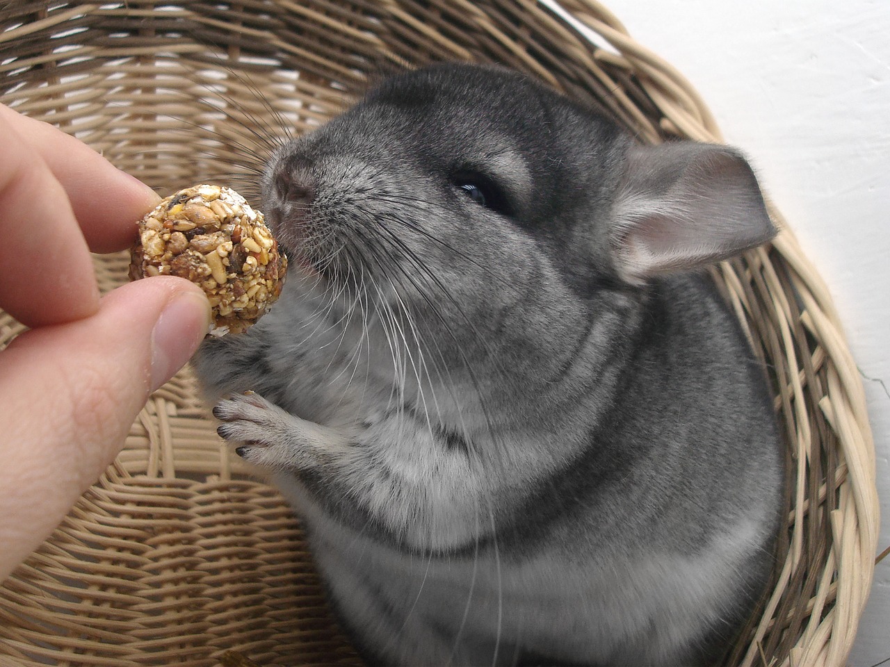 low maintenance pets cover - chinchilla eating a ball of seeds