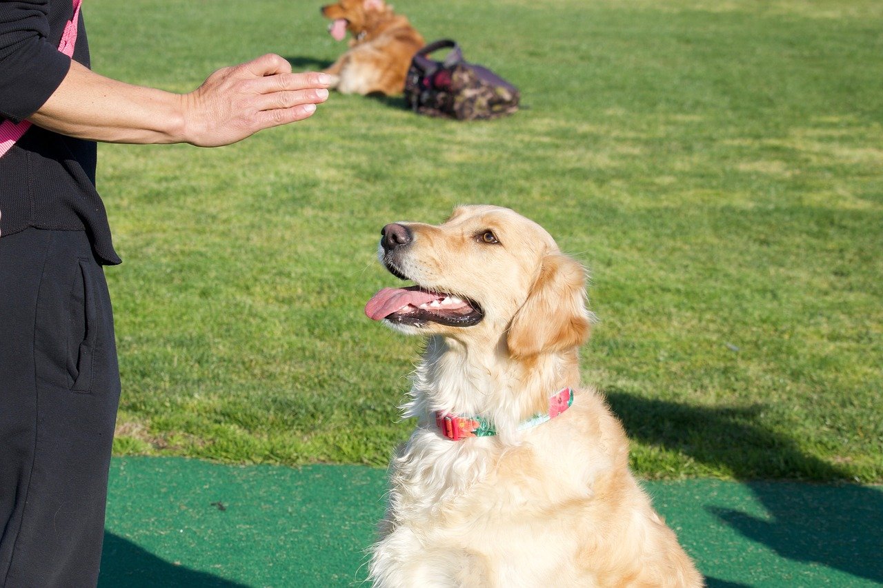 common dog commands cover