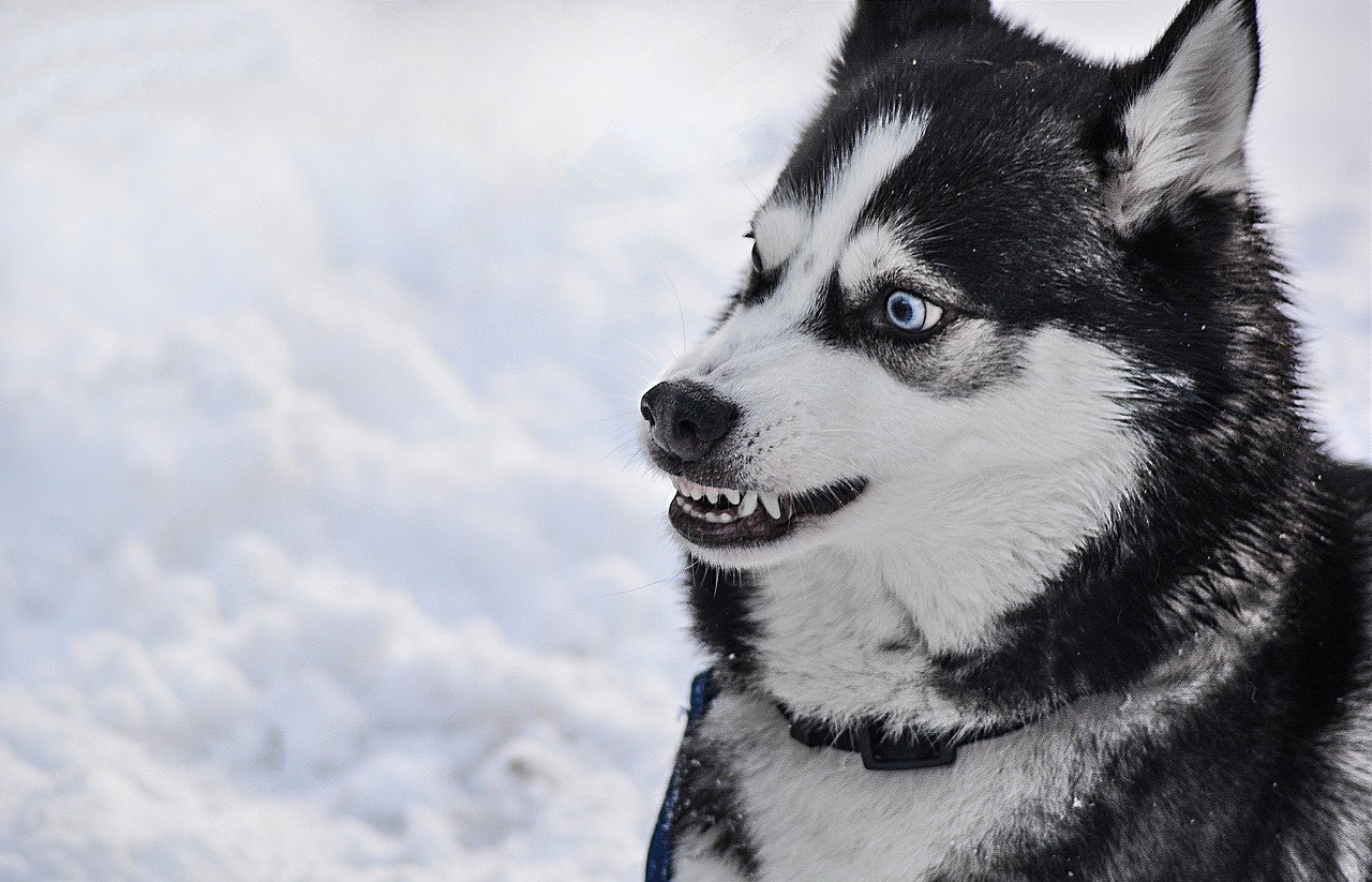 angry dog husky- dog bite statistics cover