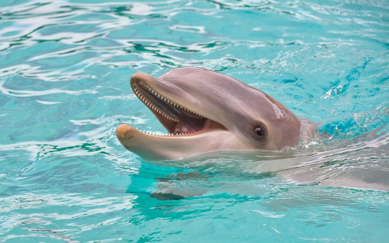 dolphin facts cover