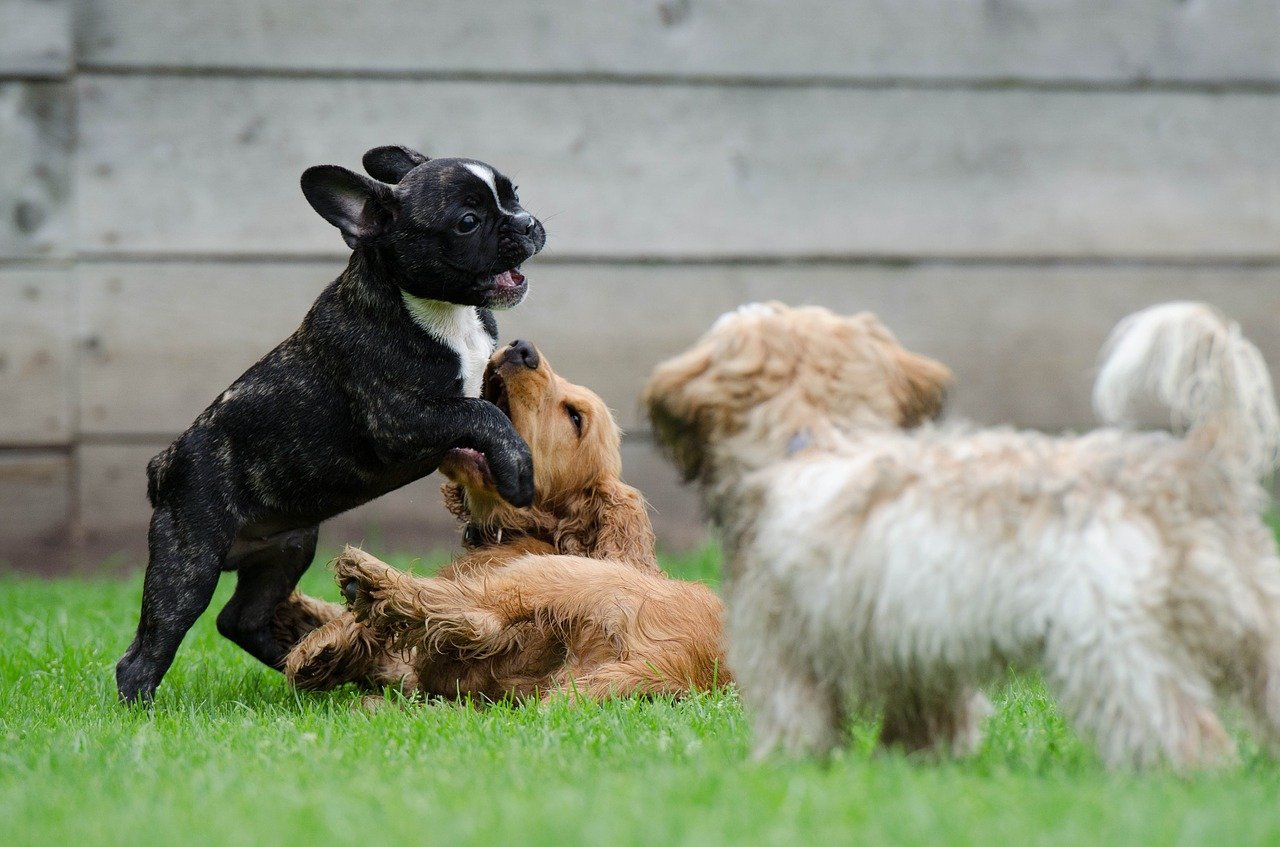 most popular dog breeds in us cover