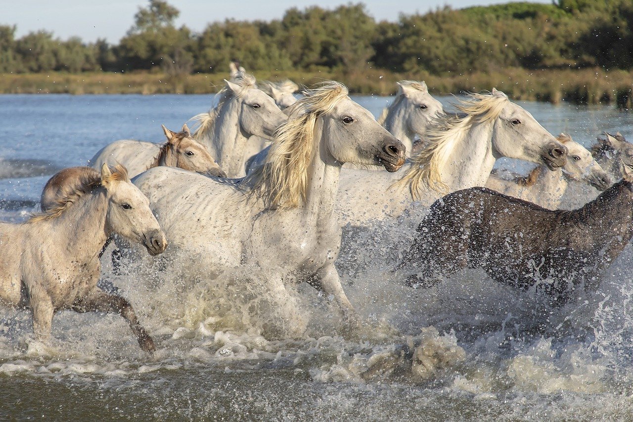horse statistics cover