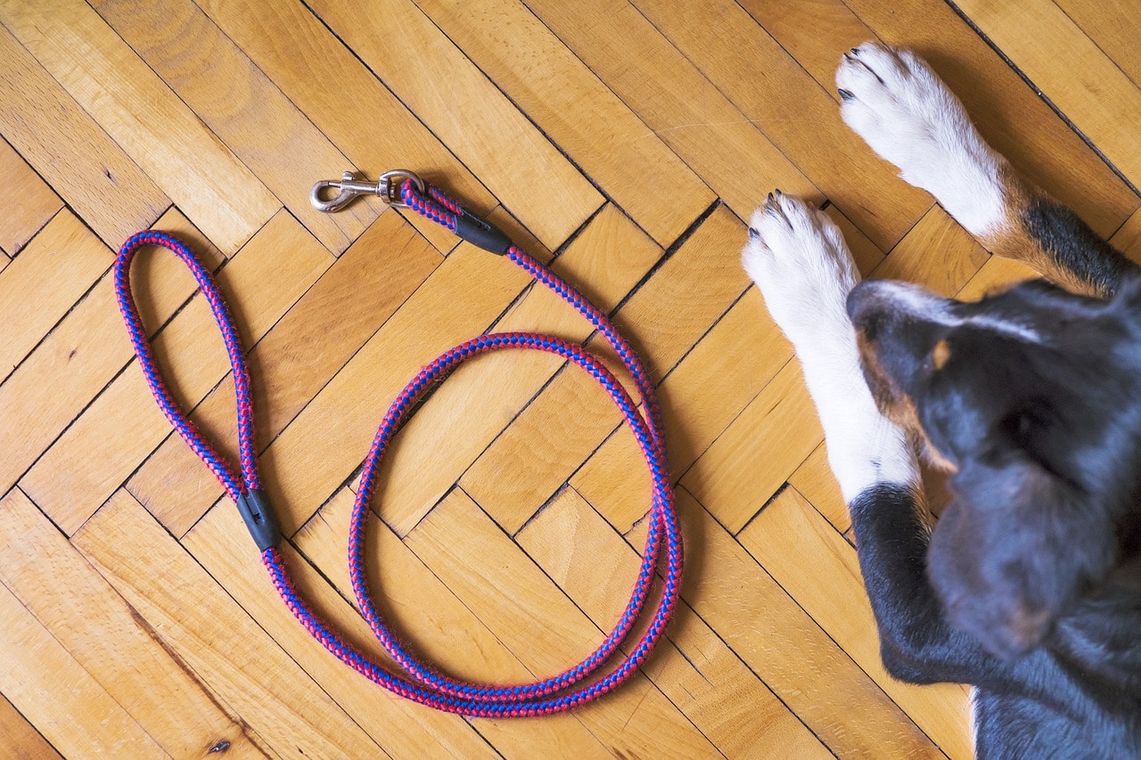 A dog lying on a wooden floor next to a leash.