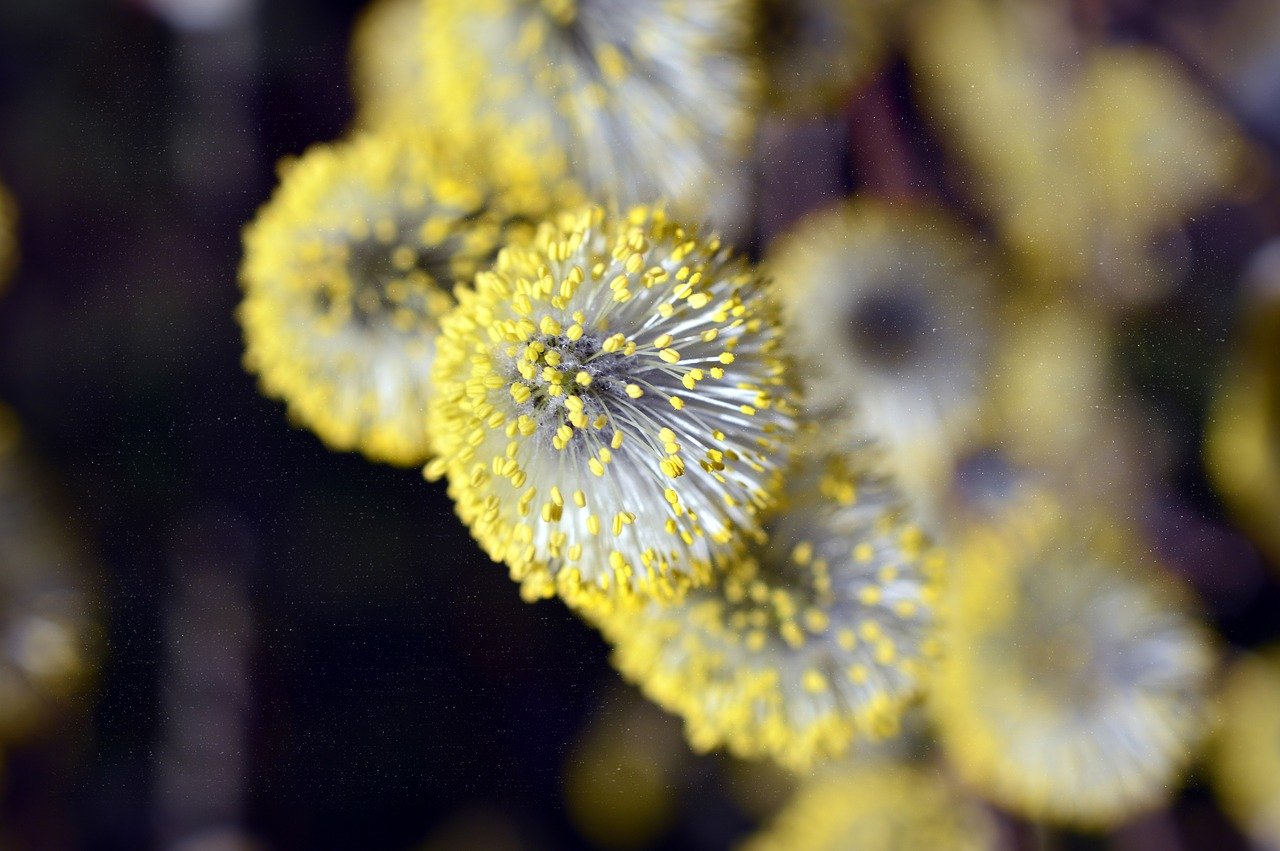 allergy statistics cover