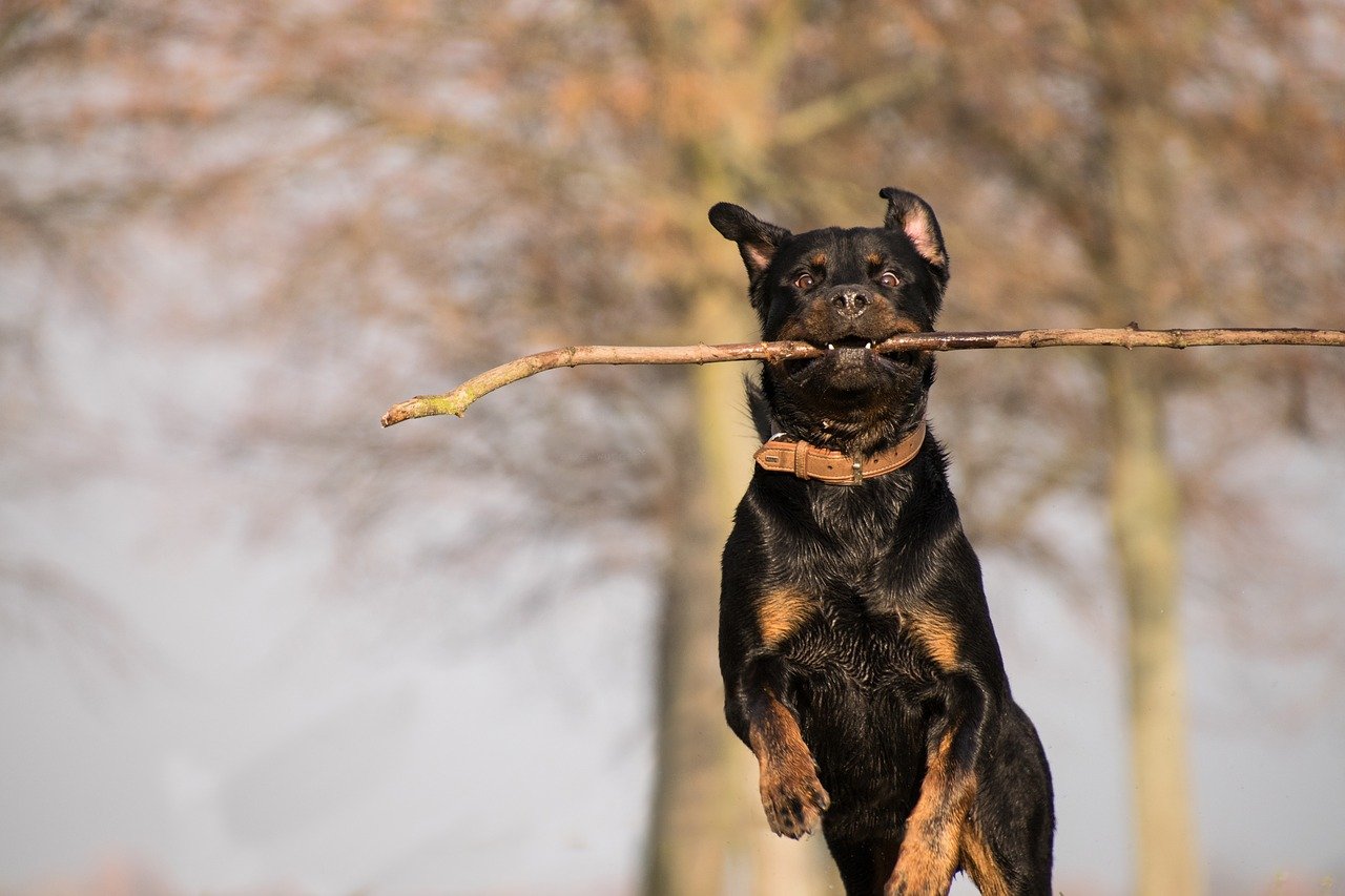 rottweiler breed cover