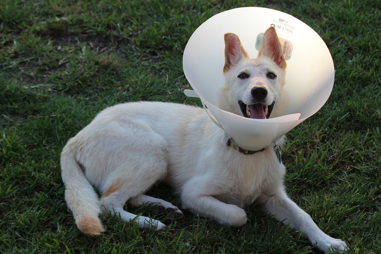 Large white dog sitting on grass with a large smile on his face and a cone around his neck