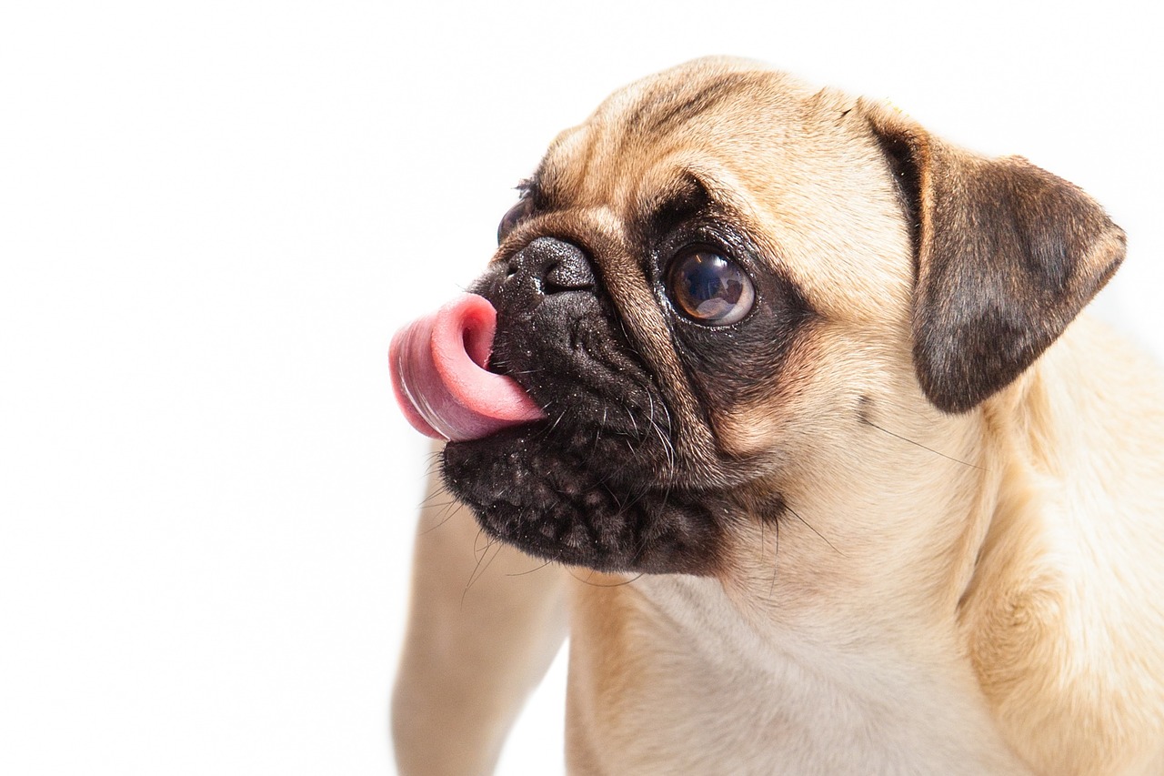 pug breed dog licking his moustache