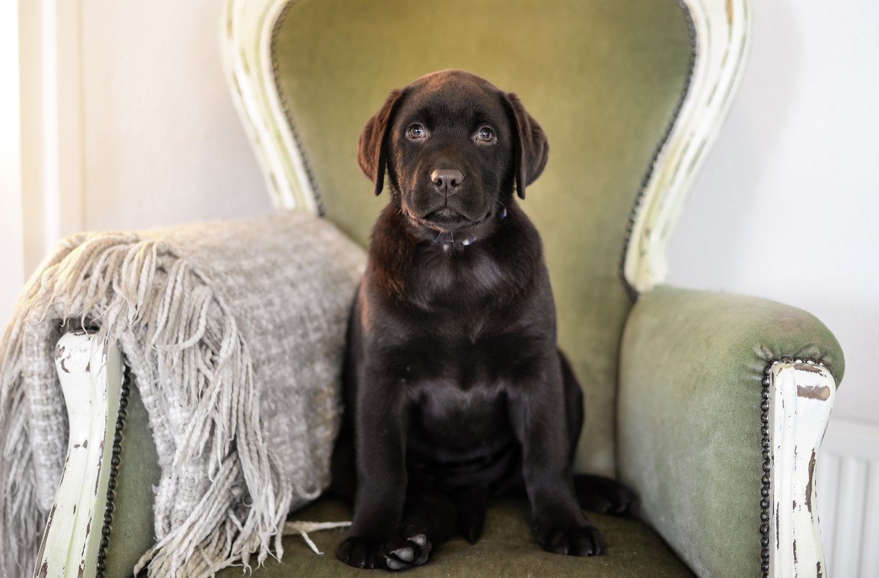 young mini labrador sitting in a chair
