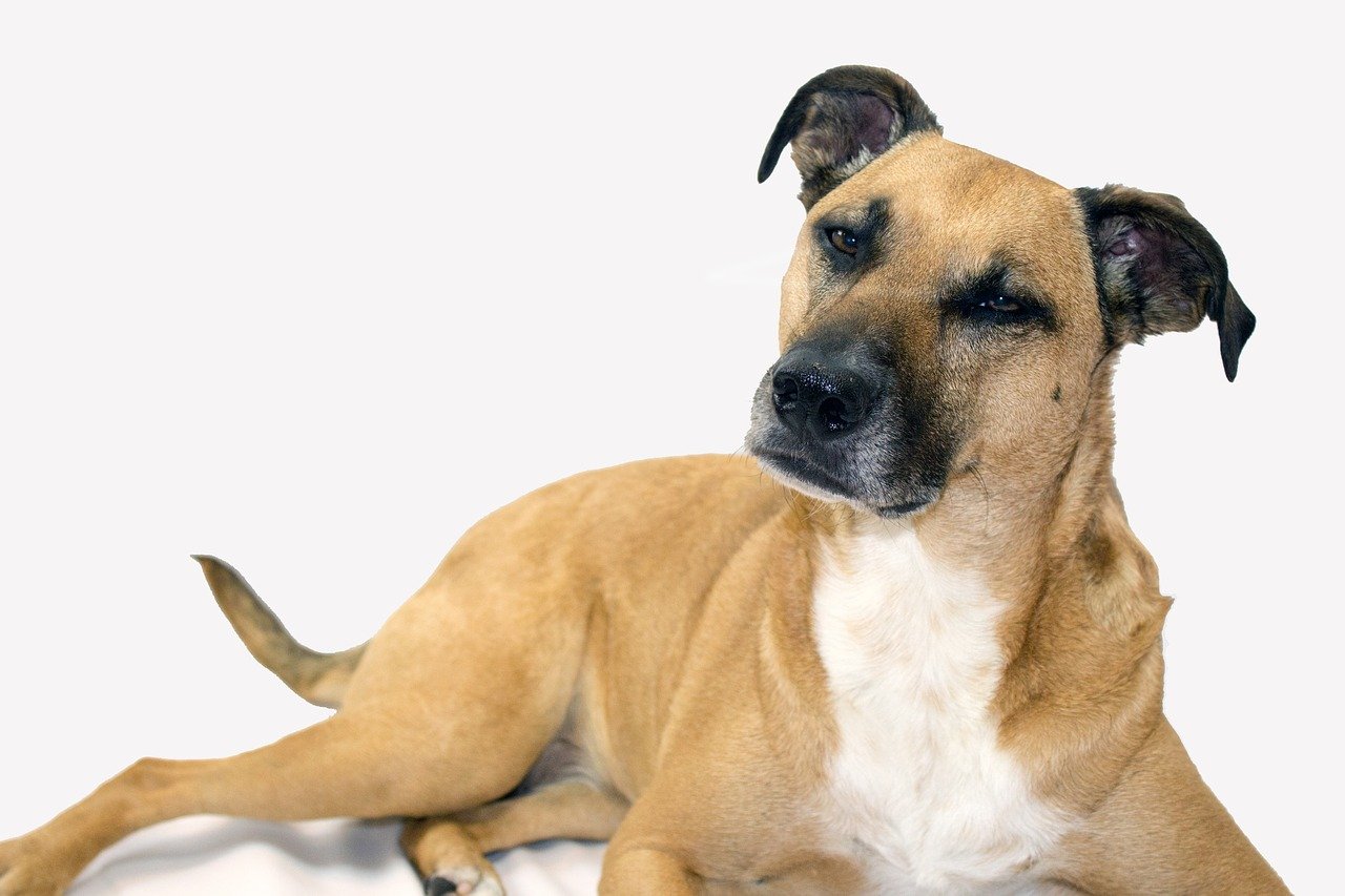 black mouth cur dog