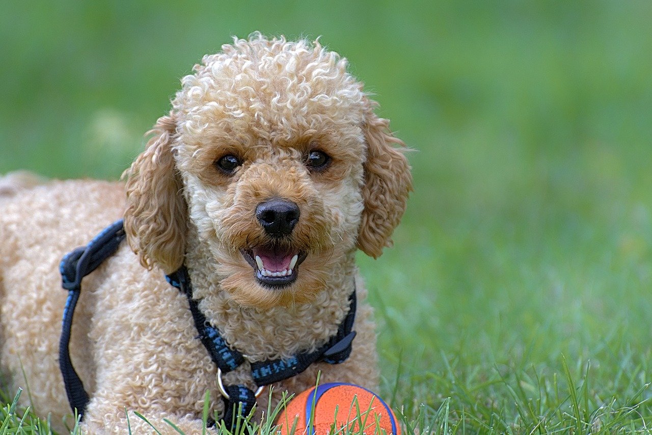 mini poodle playing with a ball - mini poodle cover
