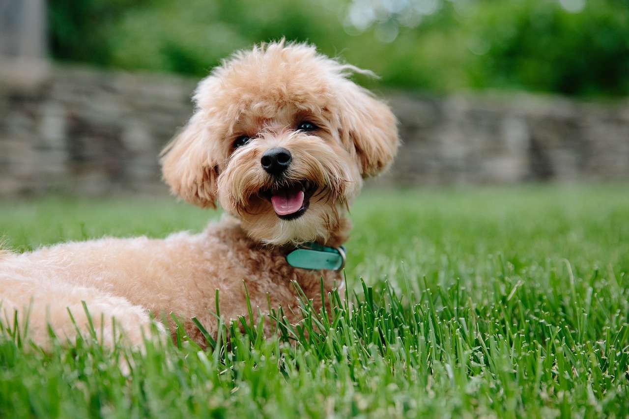 cavapoo puppy in the garden