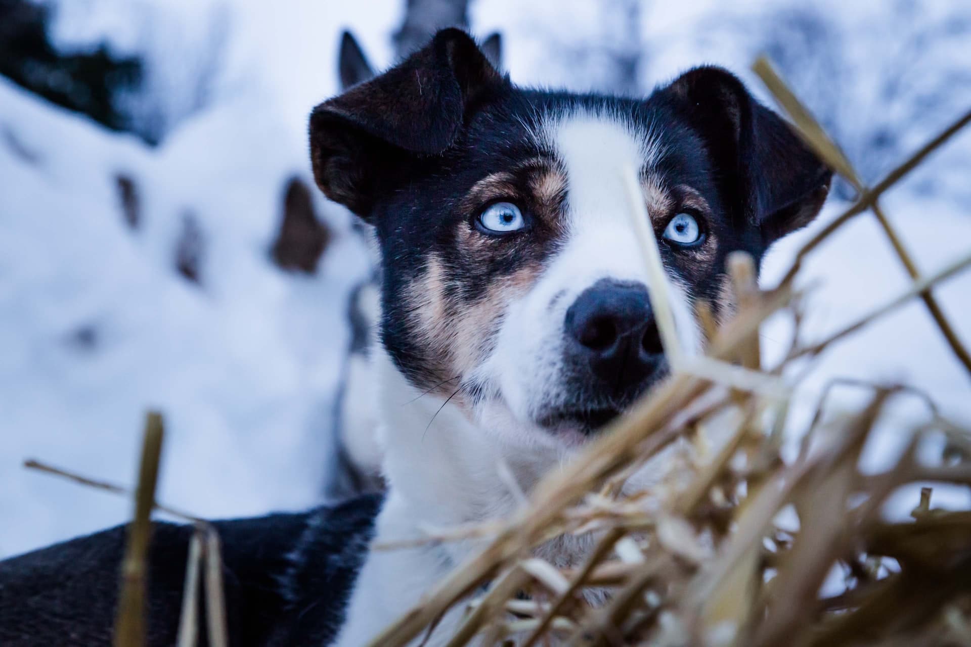 pitsky dog with striking blue eyes on a white winter background