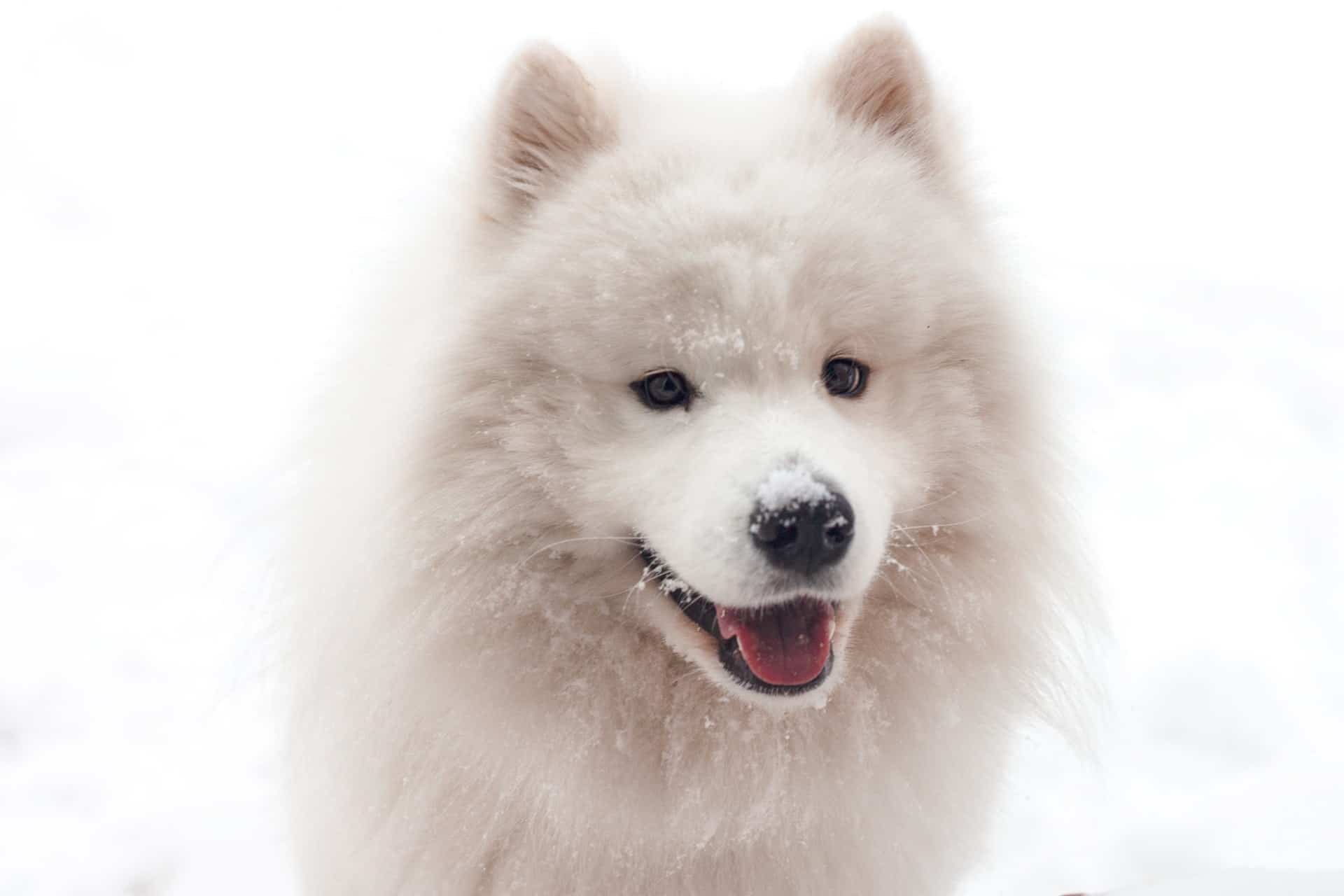 samoyed puppy in winter with snowflakes on the nose