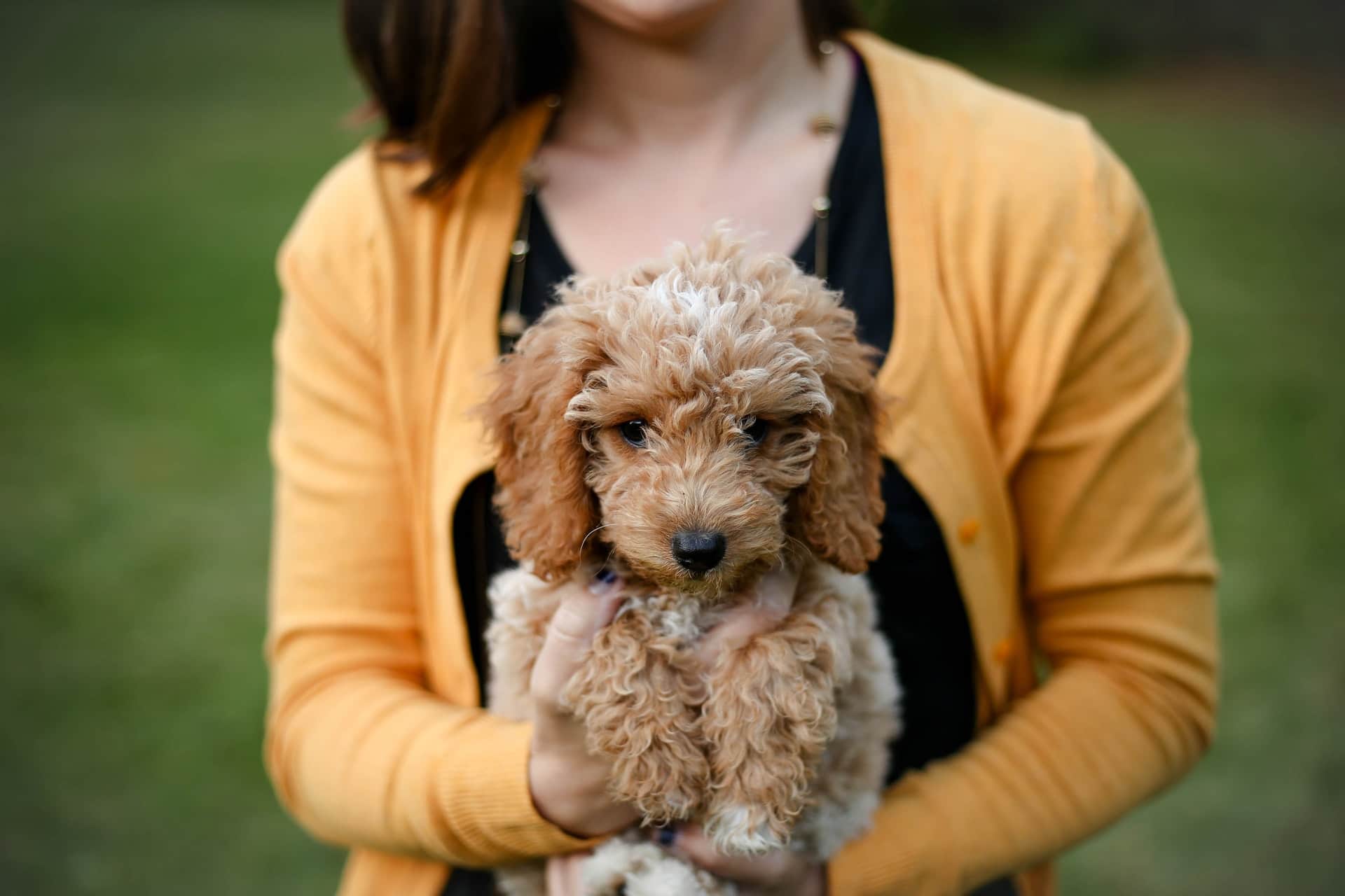 a woman holding a mini goldendoodle