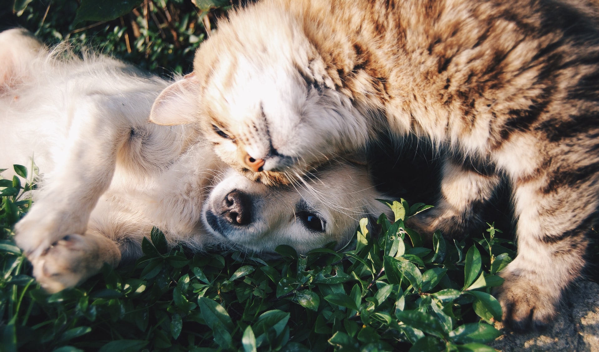cat and dog cuddled
