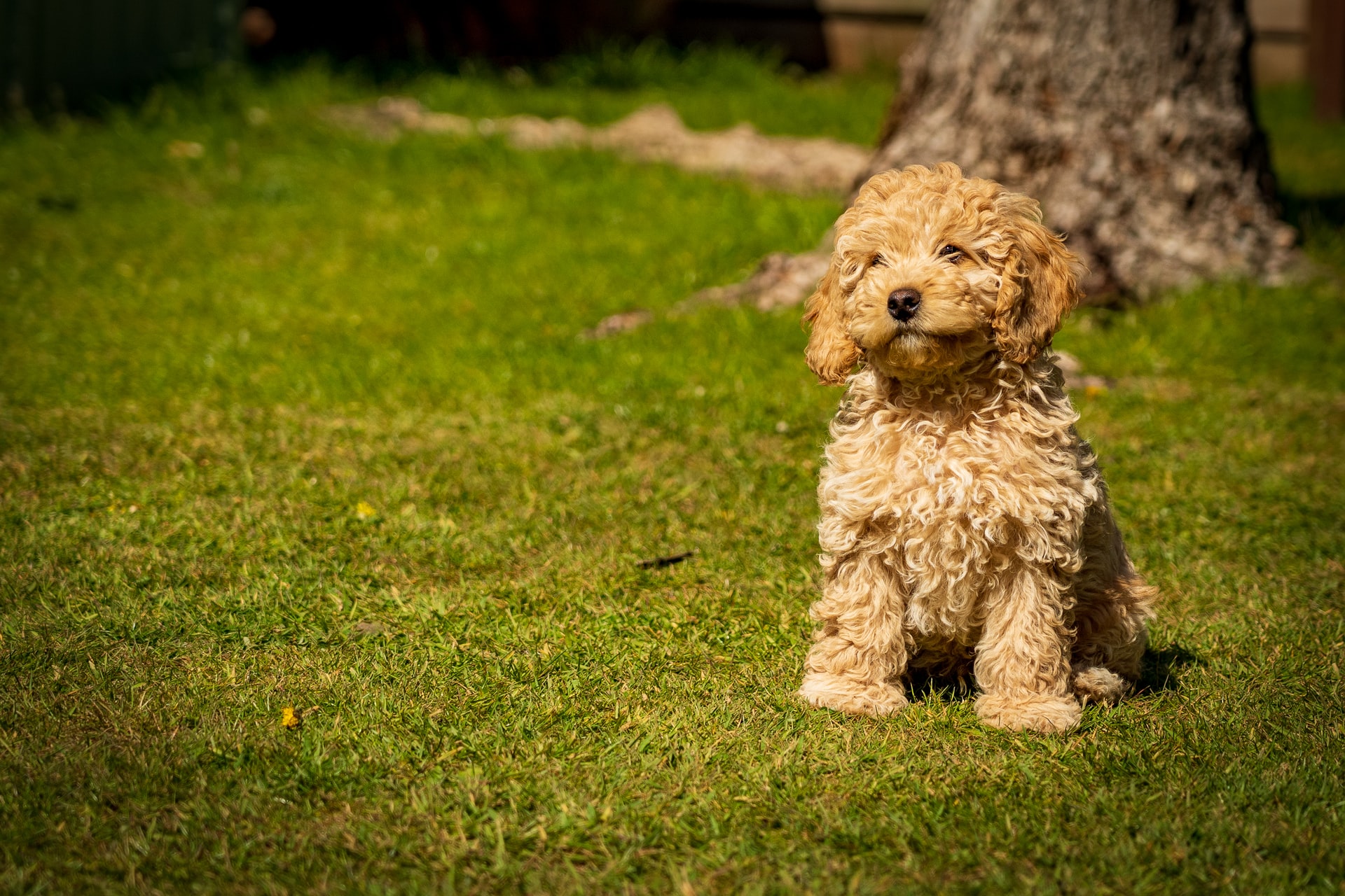 cockapoo on grass