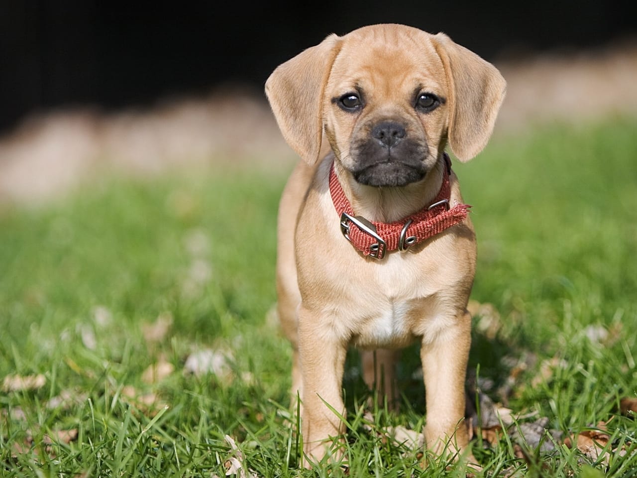Puggle Dog