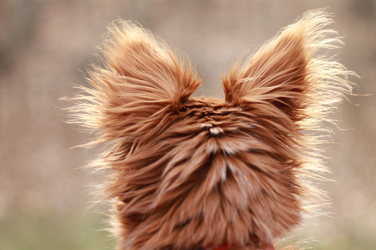 chiweenie from the back