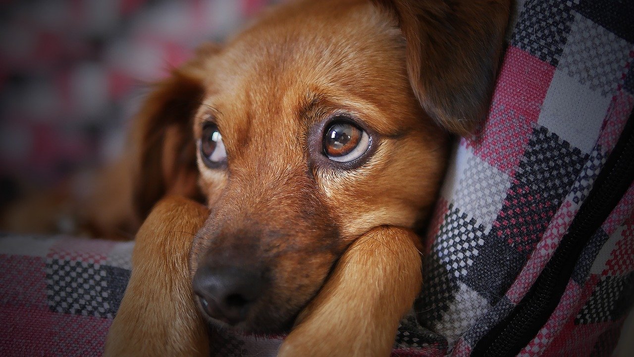 Sad Dog