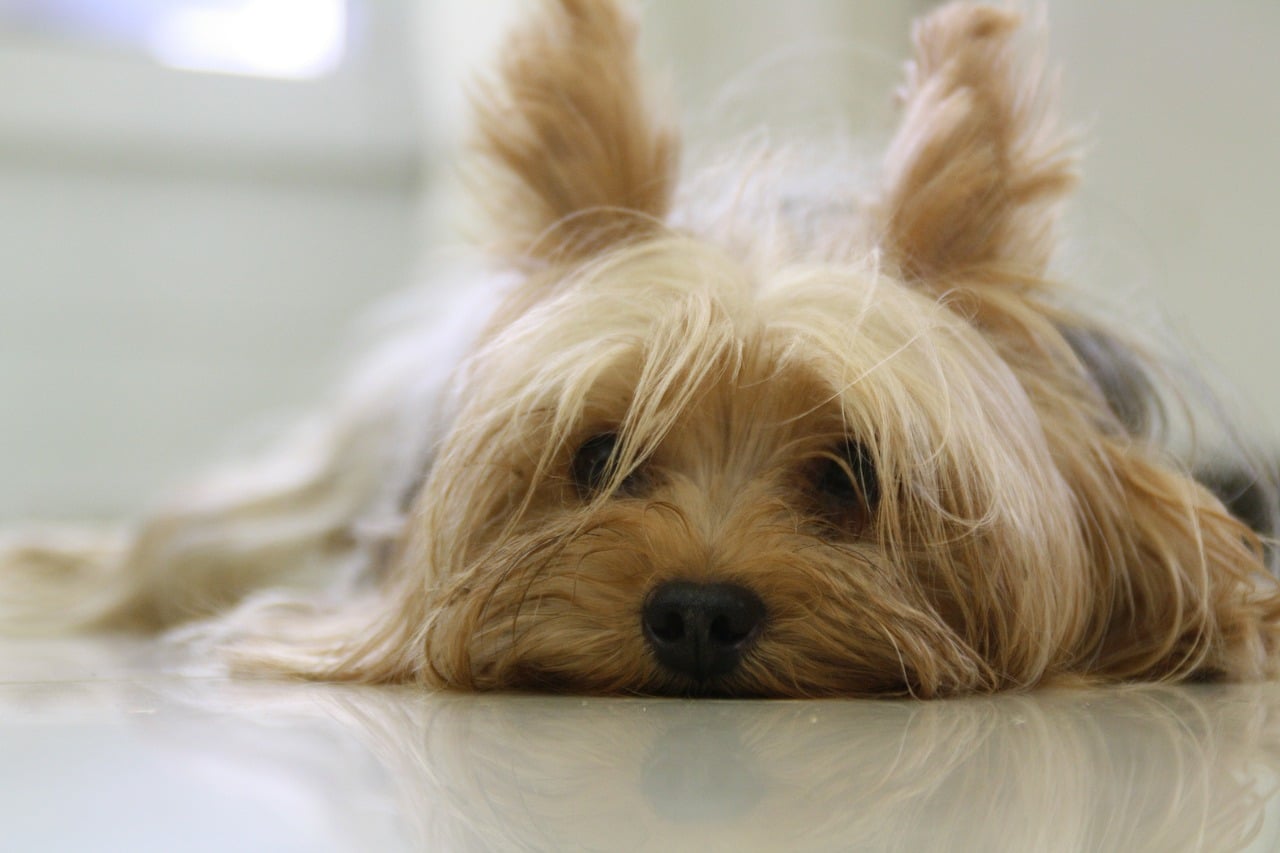 morkie lying on the floor