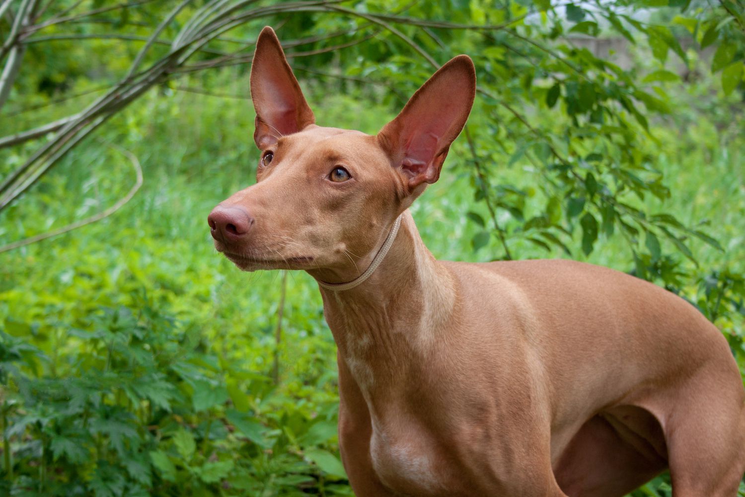 Adult Pharaoh Hound