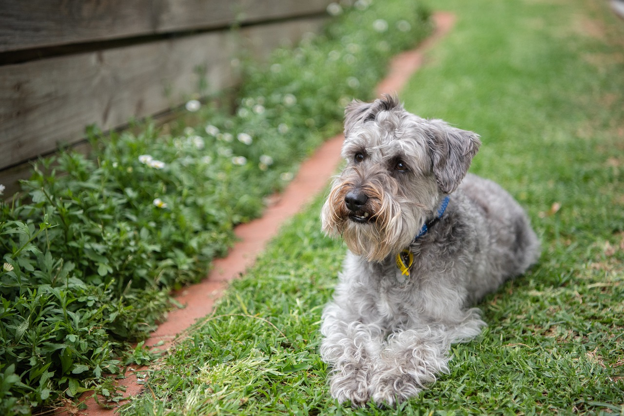 A Schnoodle sitting in the garden
