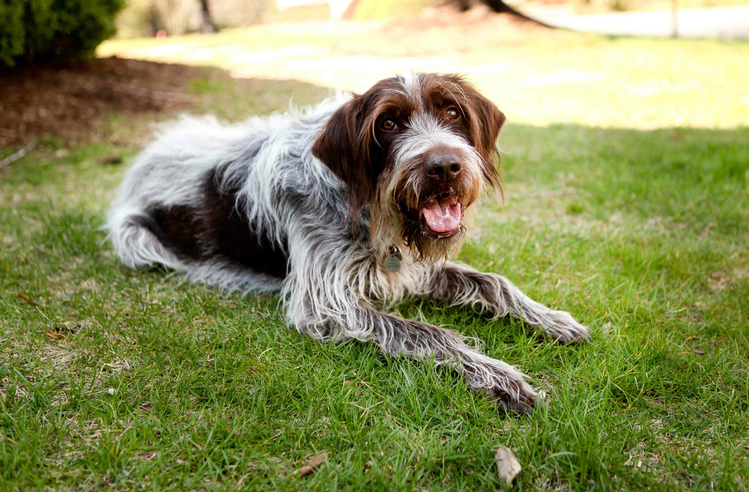 Wirehaired Pointing Griffon lying on the grass