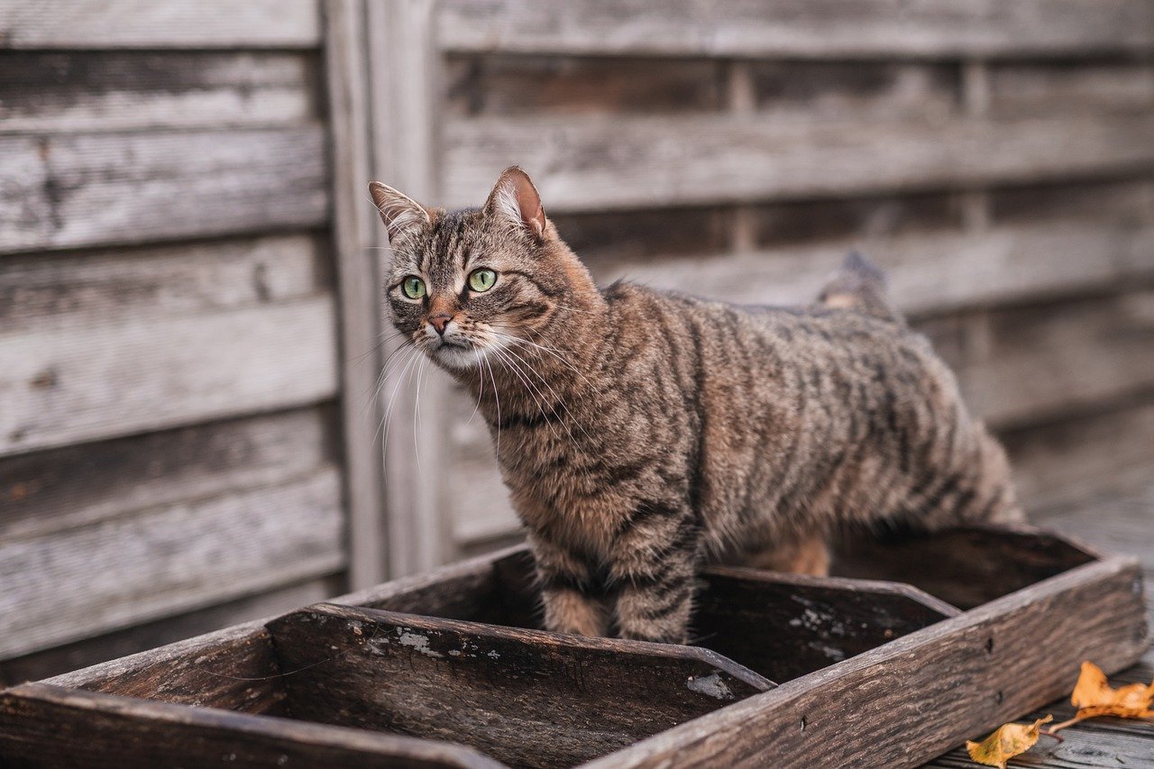 A cat in a lawn looking for something