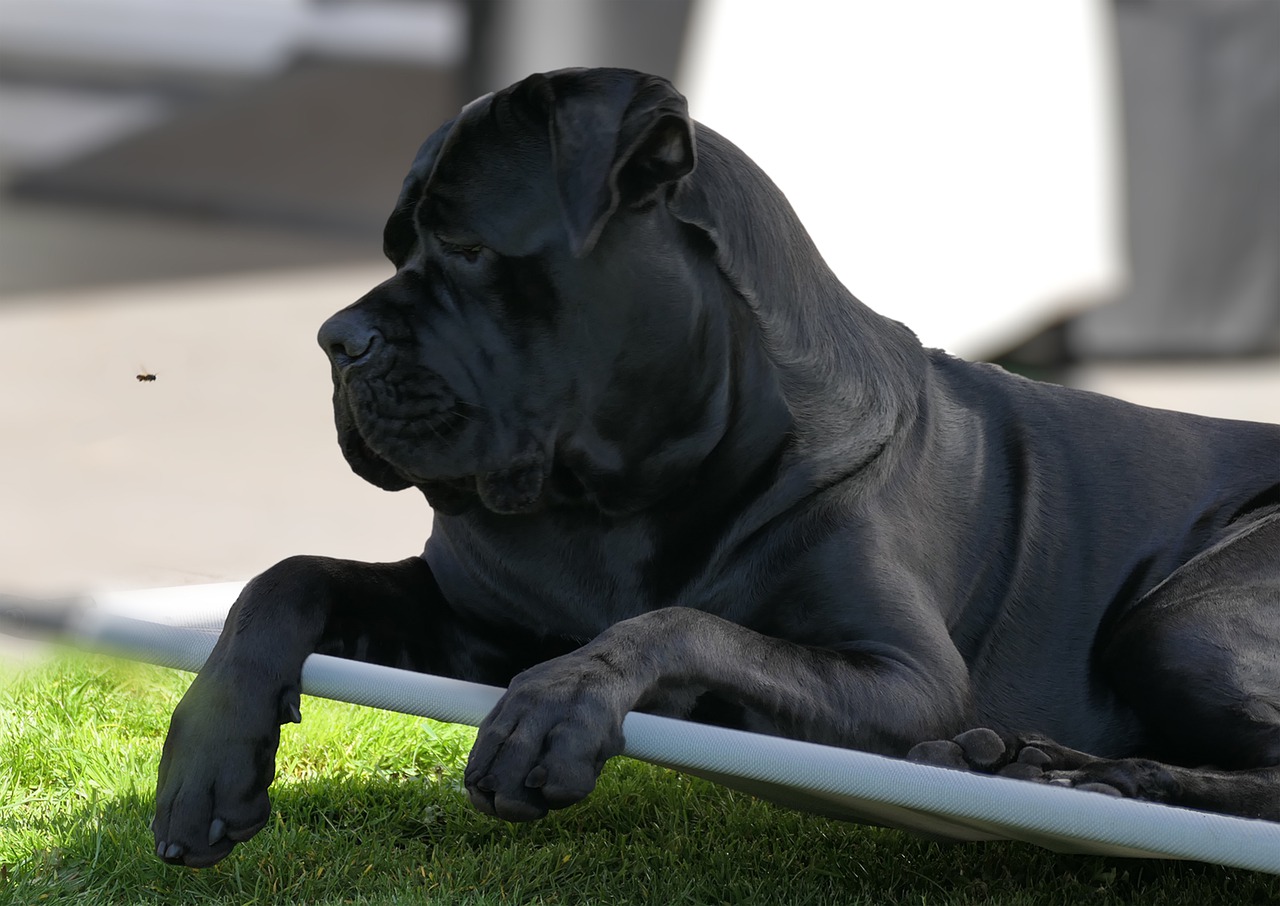 Cane Corso sitting in a lawn and looking at something