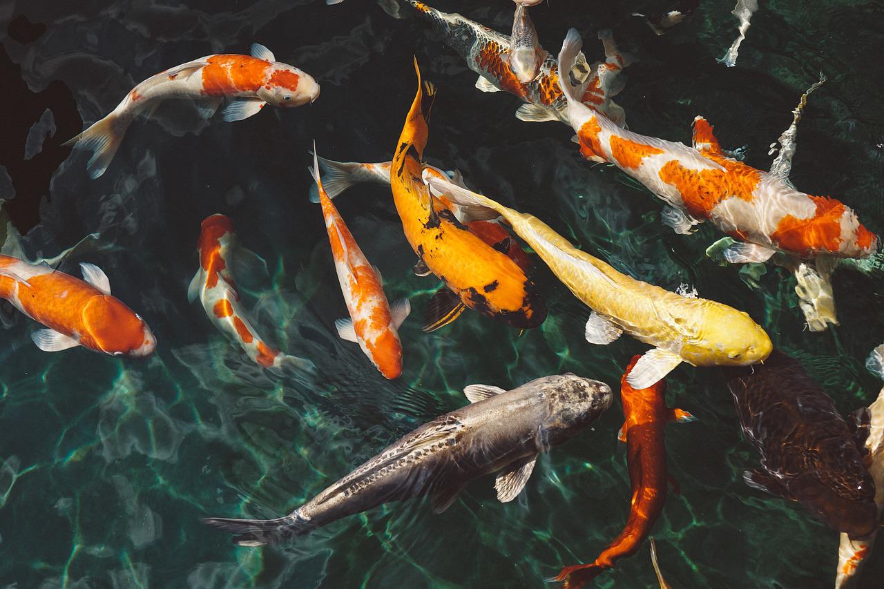 Fishes in sea