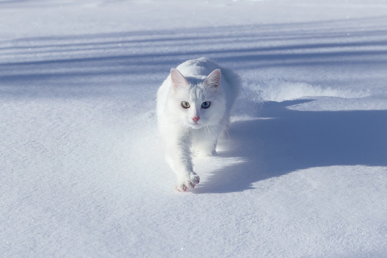 A white cat walking in snow
