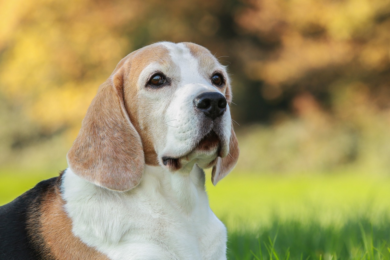 A Beagle out in the forest hunting