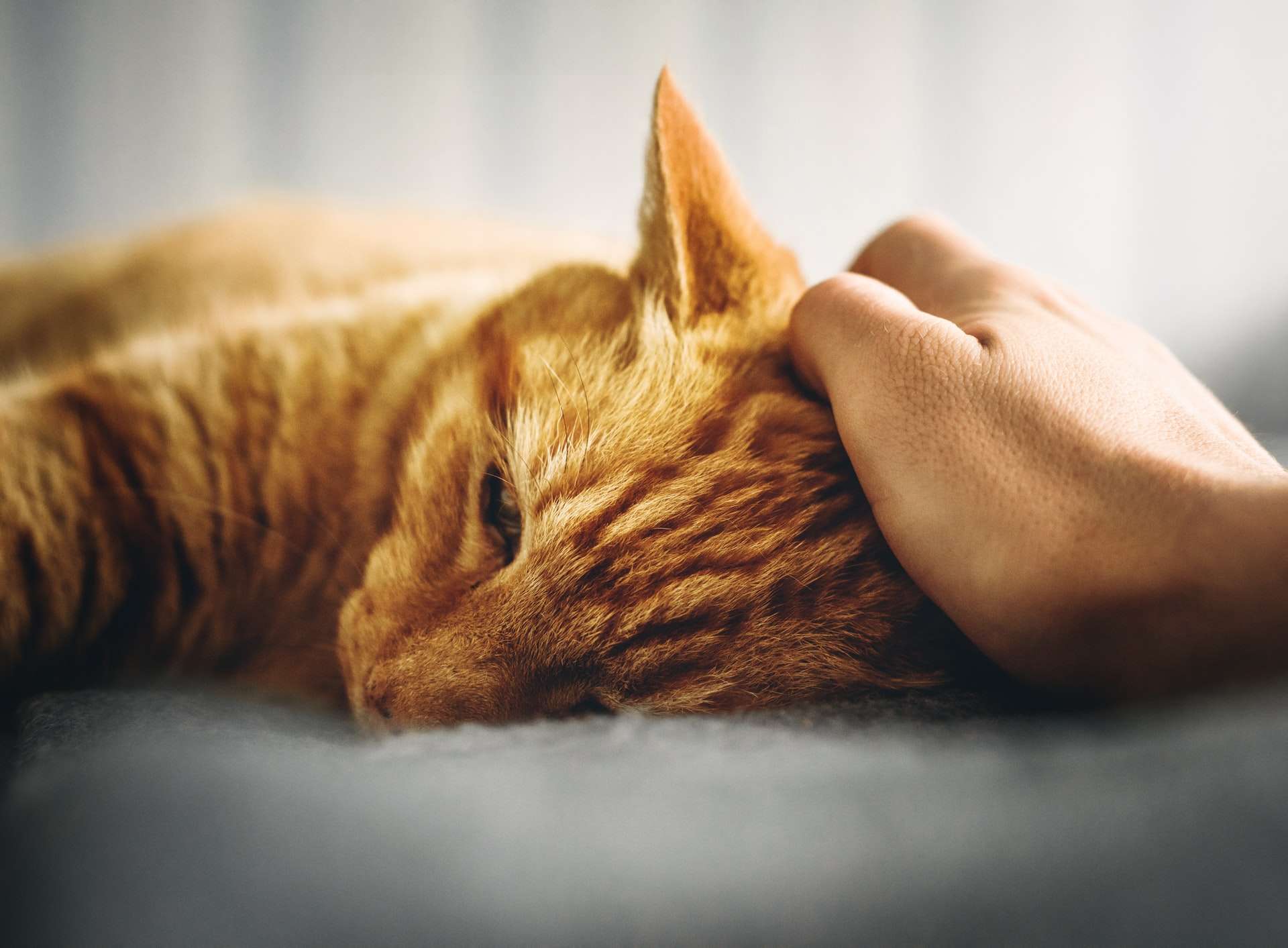 owner petting their feverish cat