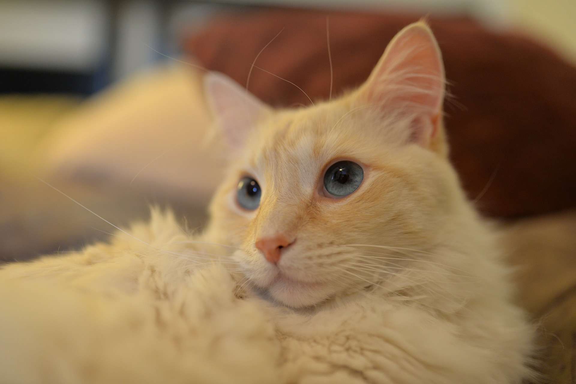 flame point siamese cat with blue eyes close up