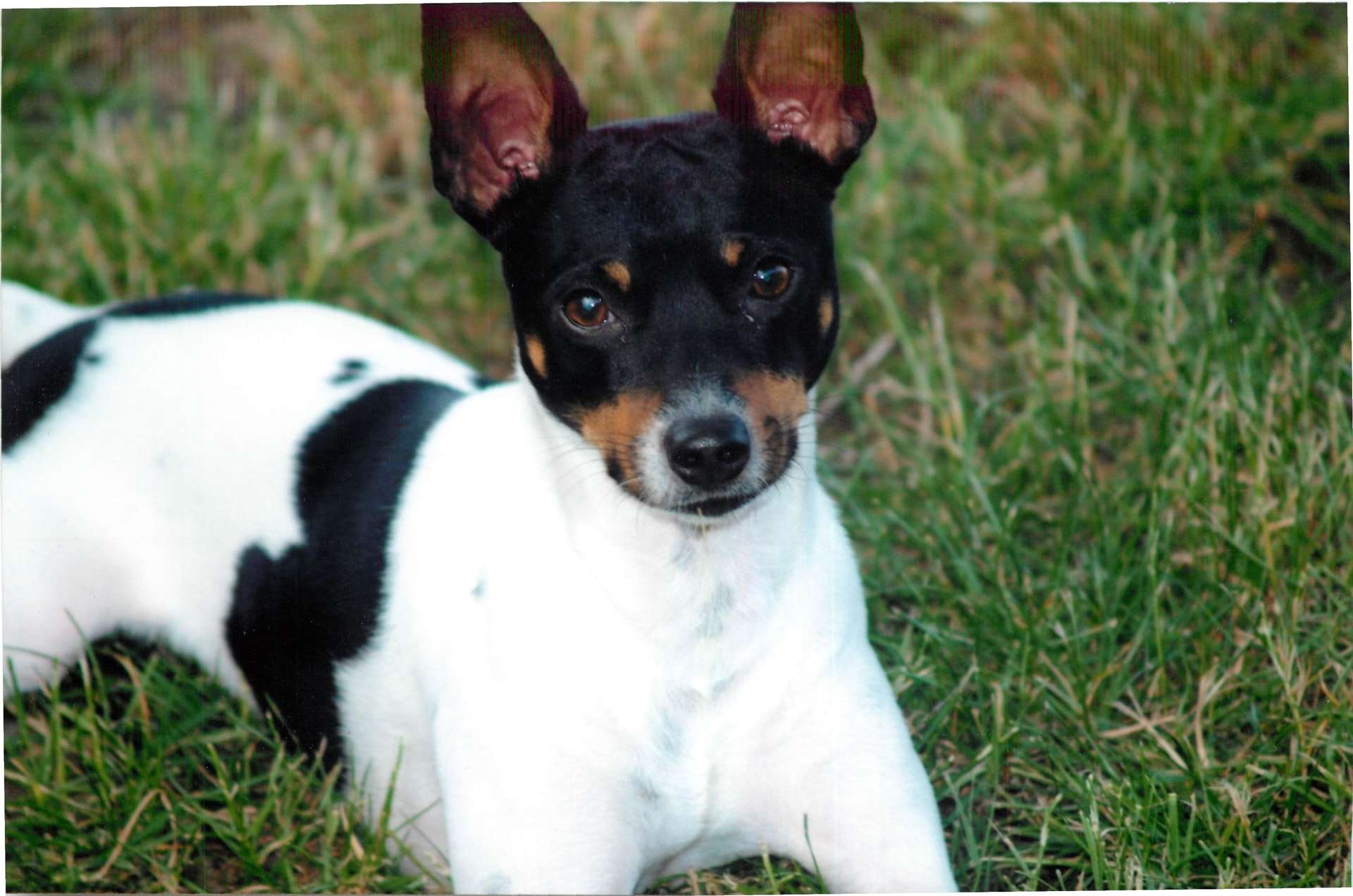cute rat terrier sitting on the grass