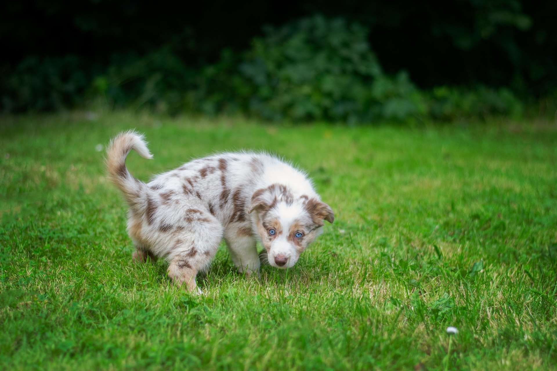 puppy peeing on grass