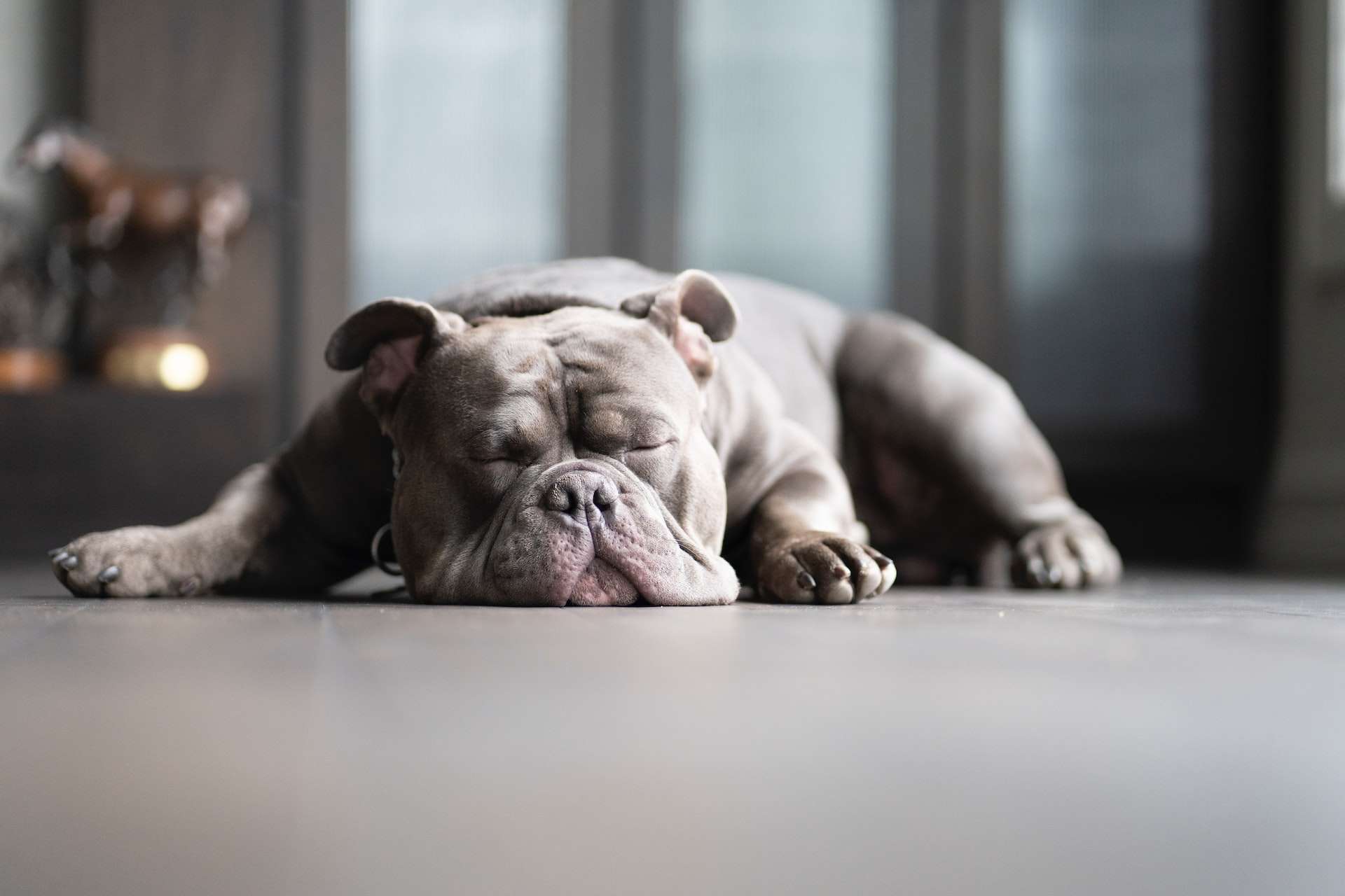 pocket bully sleeping on the floor